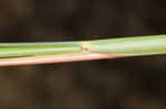 Big bluestem